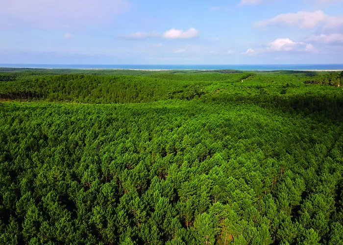 Les Cavales * Carcans